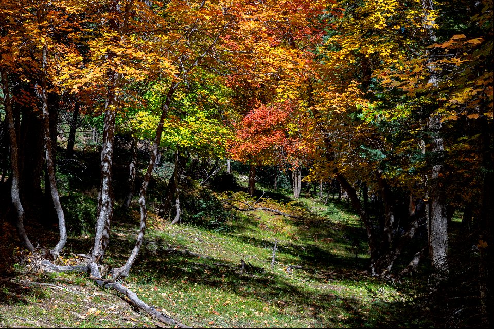 Autumn on the Mogollon Rim