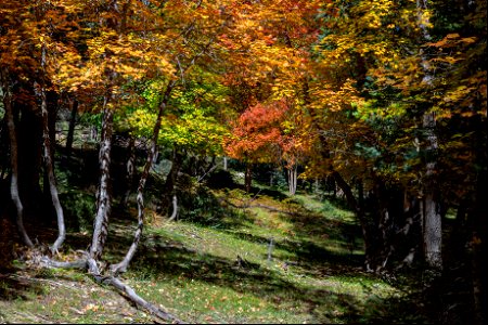 Autumn on the Mogollon Rim photo