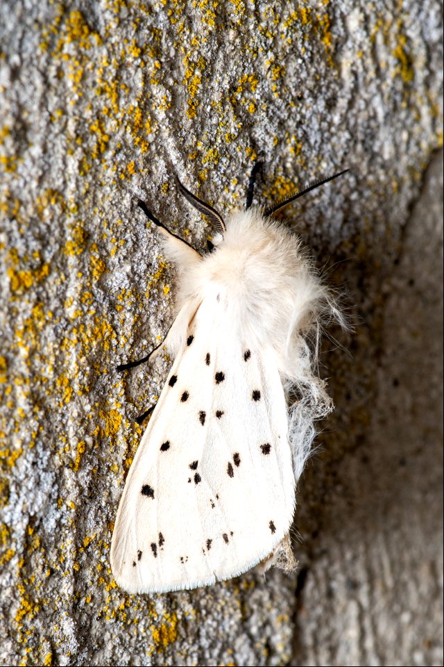 Spilosoma lubricipeda (Linnaeus, 1758)
