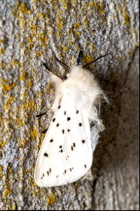 Spilosoma lubricipeda (Linnaeus, 1758) photo