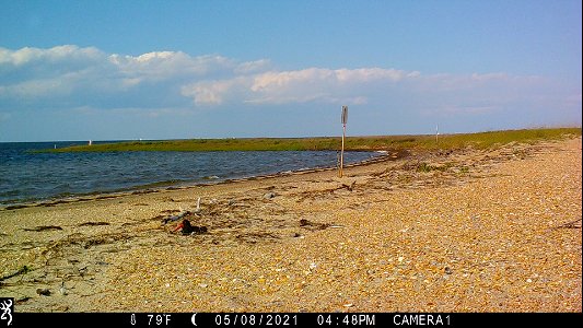 American oystercatcher incubating nest at Sandy Bay