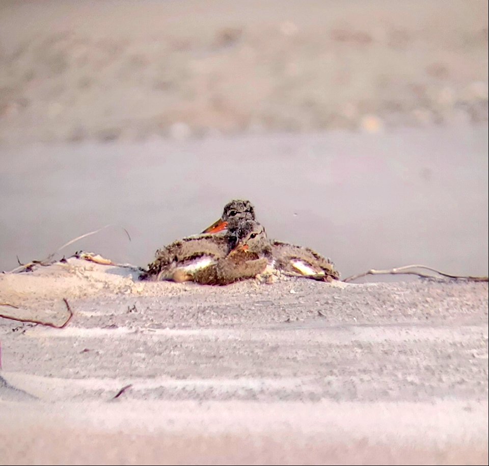 19-day old American oystercatcher chicks snuggling on an Ocracoke beach