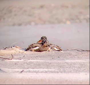 19-day old American oystercatcher chicks snuggling on an Ocracoke beach
