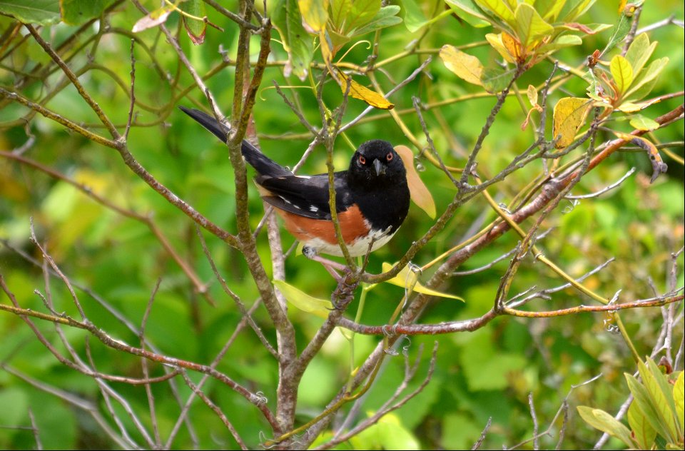 Eastern towhee behind the Bodie Island Old Coast Guard Station