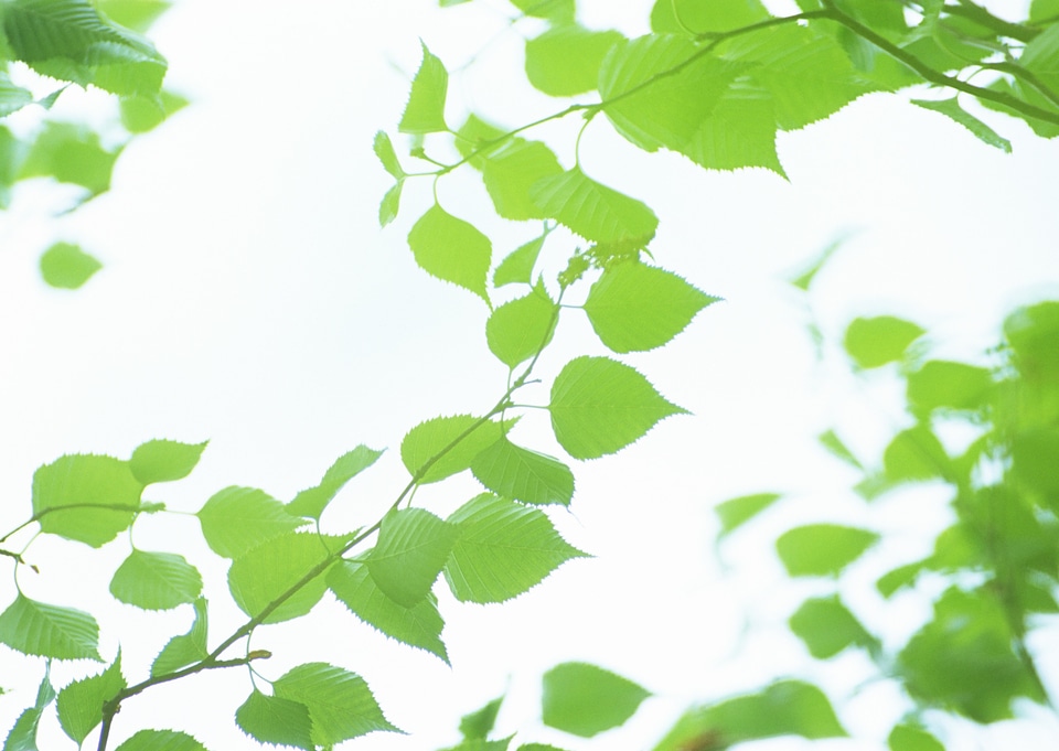 Green leaves under sunlight