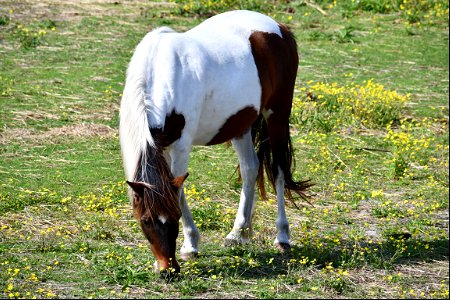 Pony grazing at the Pony Pens