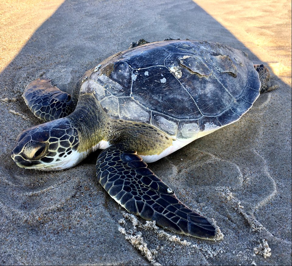 Live, cold-stunned Green Sea Turtle found on the oceanside at the Pony Pen Beach Access