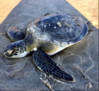 Live, cold-stunned Green Sea Turtle found on the oceanside at the Pony Pen Beach Access