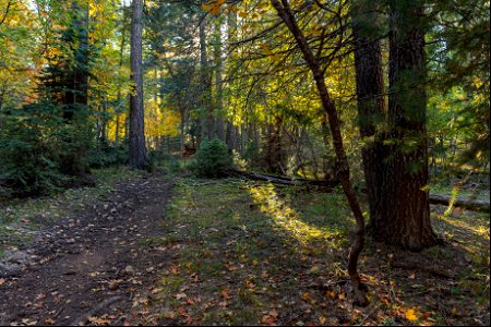 Autumn on the Mogollon Rim photo