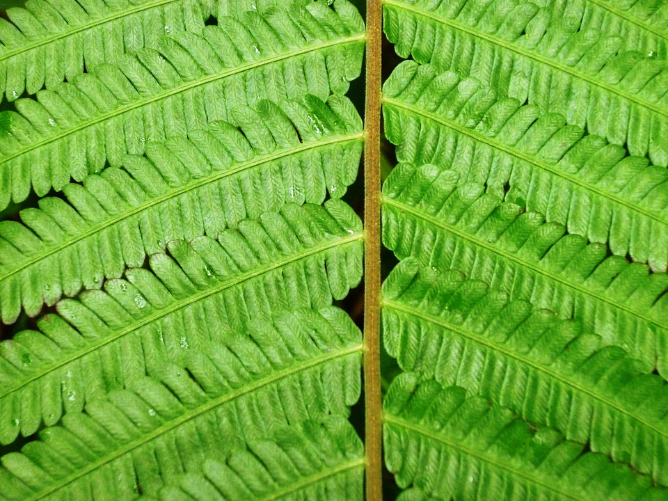 Nature green plants