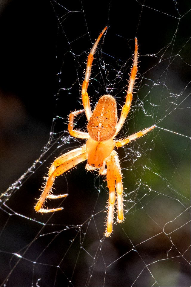 Araneus diadematus Clerck, 1758
