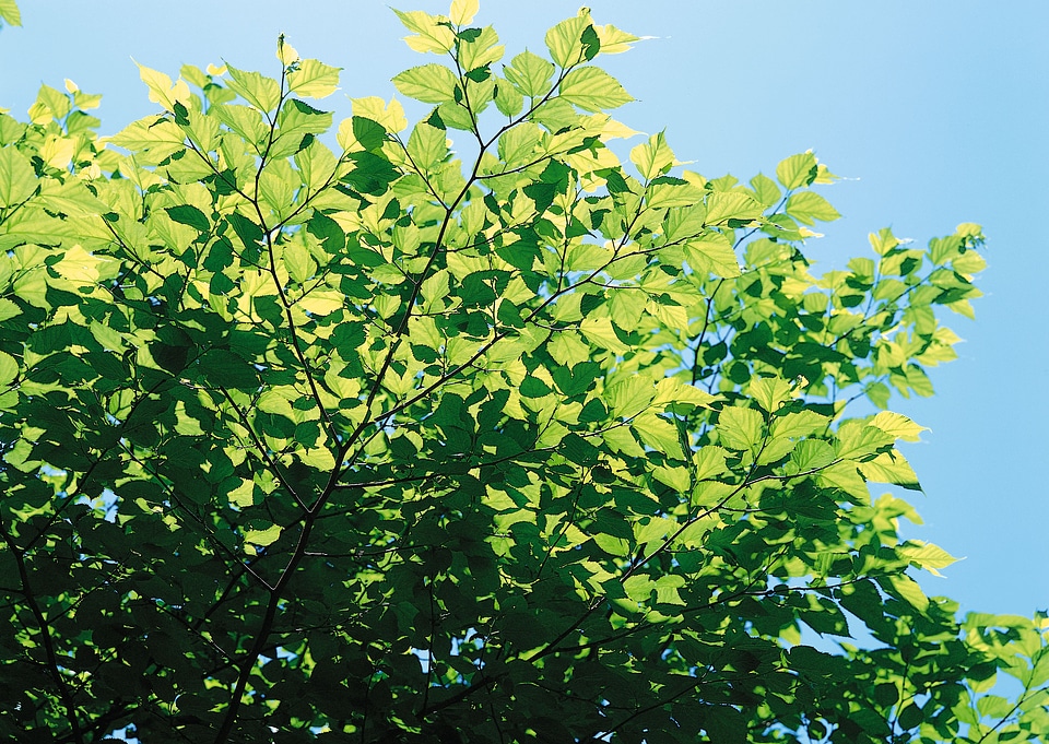 Green leaves tree blue sky background