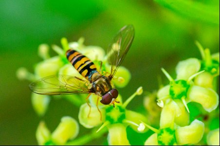 Episyrphus balteatus (De Geer, 1776) photo