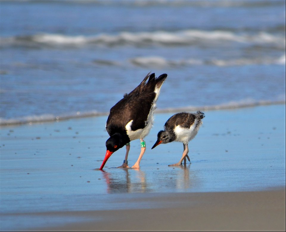 Adult and chick American Oystercatcher, foraging along the foreshore