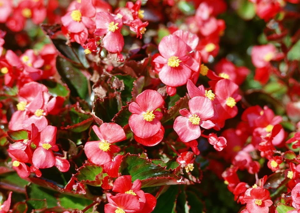 Pink flower on background photo