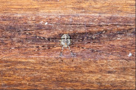 Dicranopalpus ramosus (Simon, 1909)