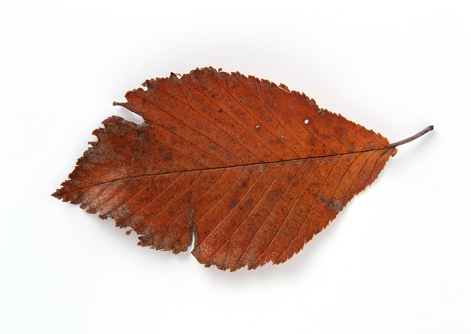 Bright golden beech tree leaf