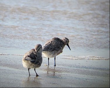 Red knots foraging in the foreshore on Ocracoke Island 04-01-2020 photo
