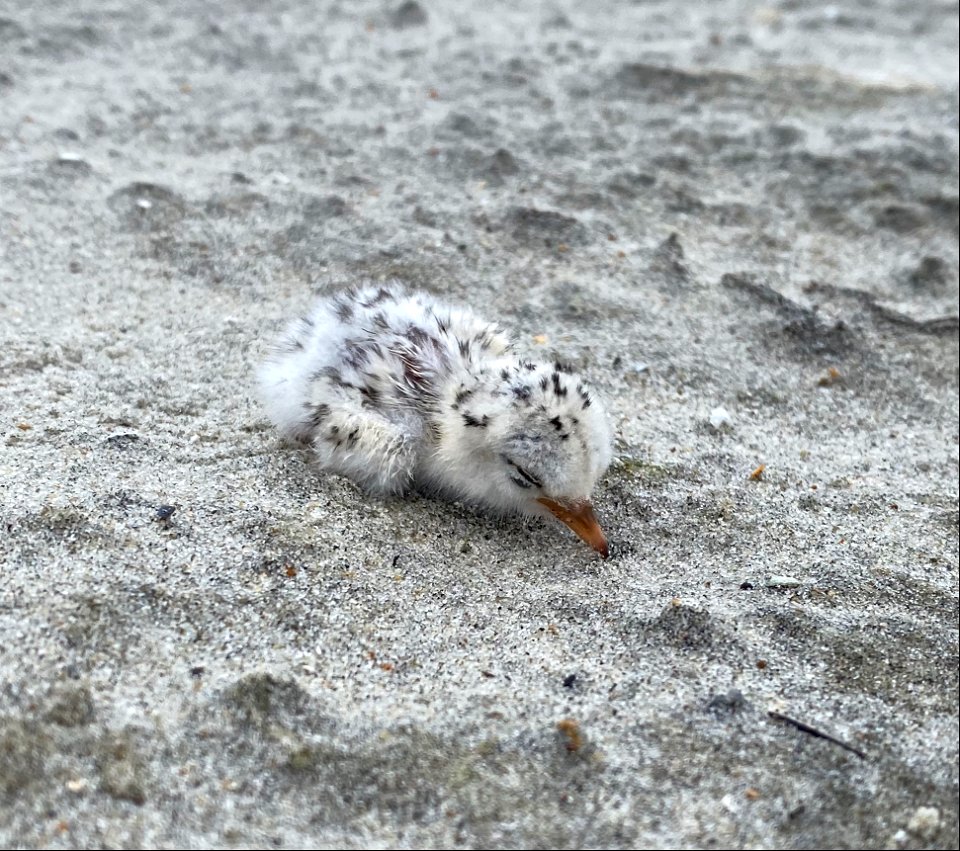 Least tern chick on Ocracoke Island 07-15-20