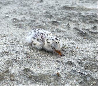 Least tern chick on Ocracoke Island 07-15-20 photo