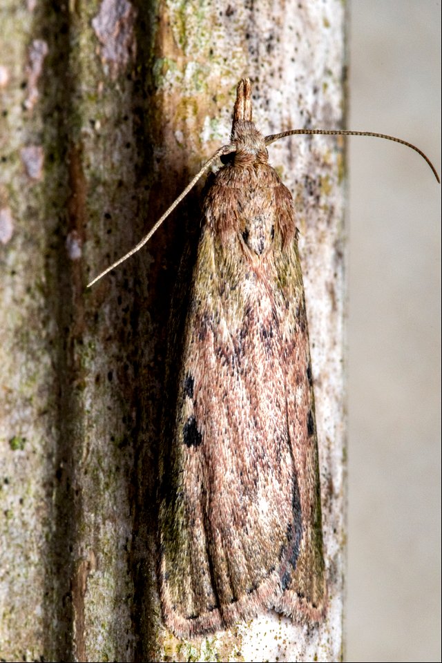 Aphomia sociella (Linnaeus, 1758)