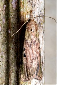 Aphomia sociella (Linnaeus, 1758) photo