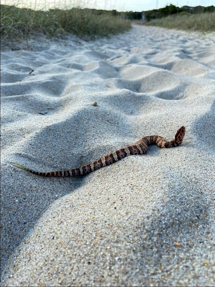 A young Eastern Cottonmouth found on a path near the Old Lighthouse site