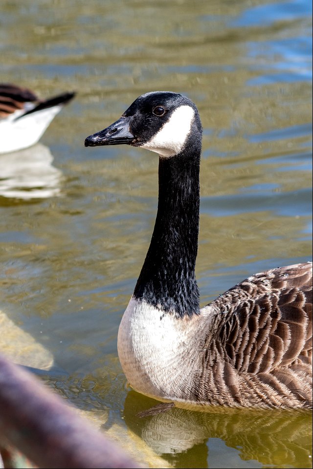 Branta canadensis (Linnaeus, 1758)