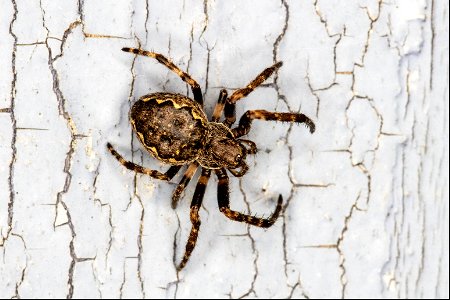 Nuctenea umbratica (Clerck, 1758)
