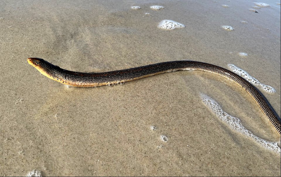 An eastern glass lizard in the surf zone on sound side Bodie Spit