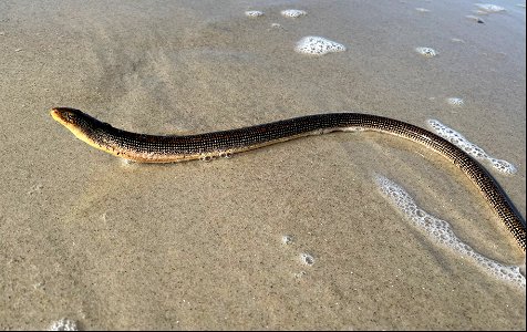 An eastern glass lizard in the surf zone on sound side Bodie Spit photo