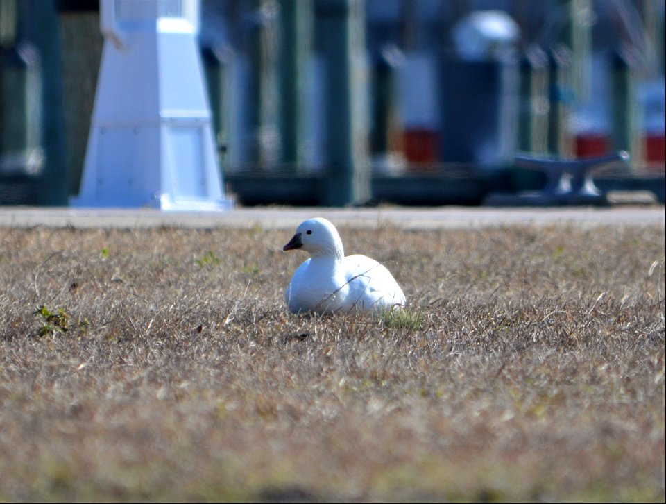Ross-s Goose - A rare bird sighted near the Ocracoke boat docks on Wednesday Jan. 26, 2022