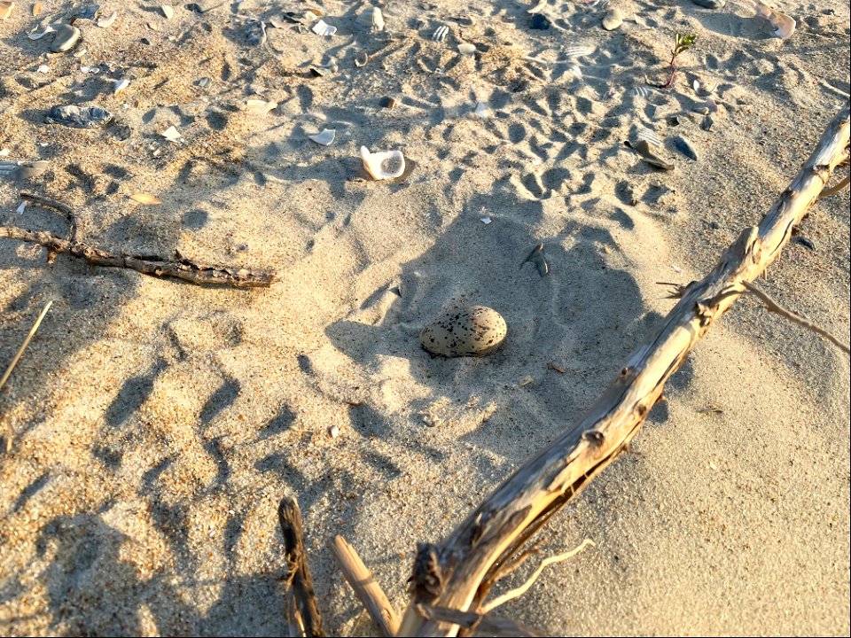 American oystercatcher egg located north of Ramp 72 on Ocracoke Island 04-28-2022