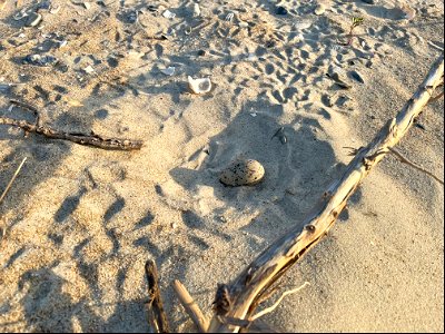 American oystercatcher egg located north of Ramp 72 on Ocracoke Island 04-28-2022