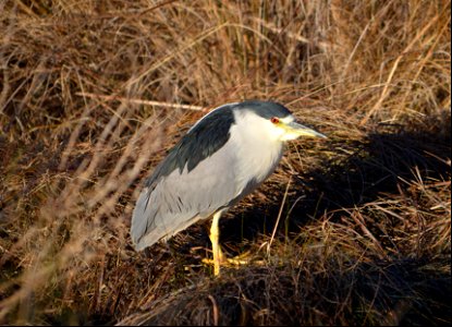 Black-crowned Night Heron foraging along the Ramp 72 canal