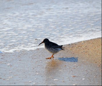Purple Sandpiper foraging along the foreshore near Ramp 70