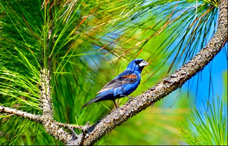 A blue grosbeak adjacent to the Bodie Island Old Coast Guard Station