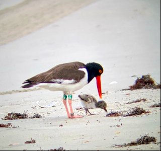 One of our younger American oystercatcher chicks getting fed by the adult, in an RPA north of Ramp 63 photo