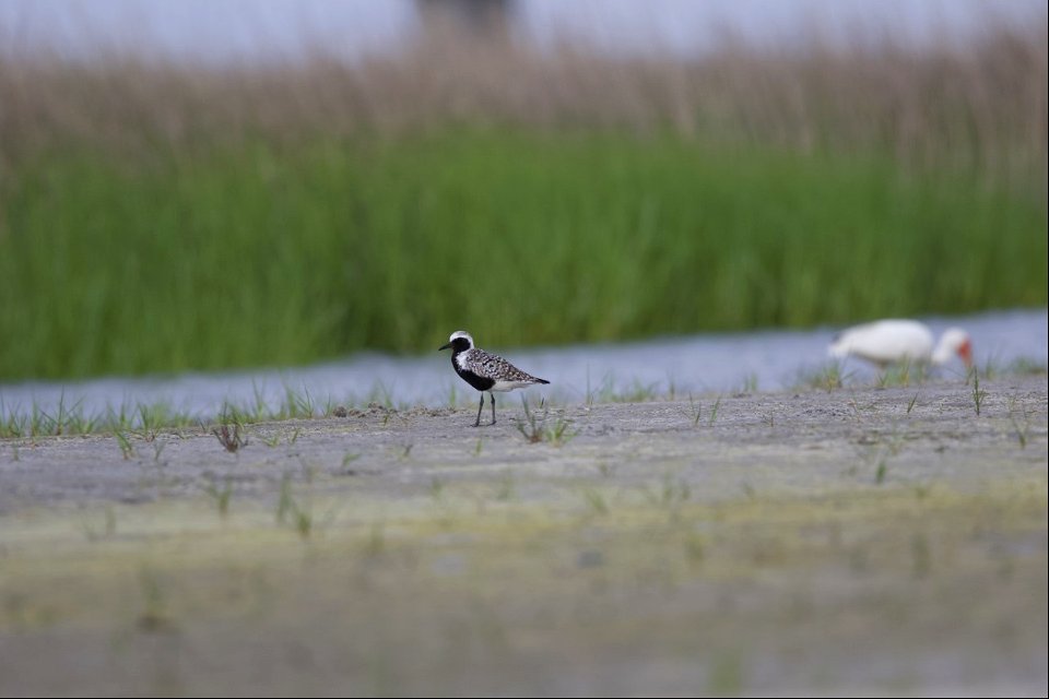 Black-bellied plover foraging alongside a white ibis at Bodie Spit