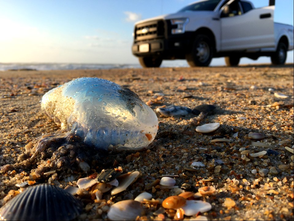 Portuguese Man-of-War stranding at the high tide line the morning after a large south swell passed through the area photo