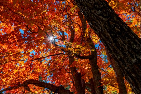 Autumn on the Mogollon Rim photo