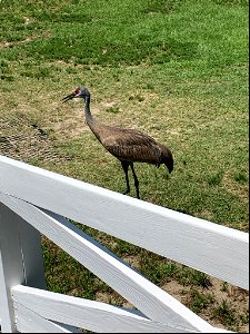 Sandhill Crane at Bodie Island Light Station