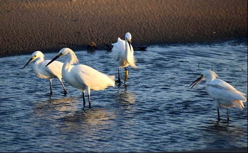 A group of snowy egrets foraging at an ephemeral pool on Bodie Island Spit photo