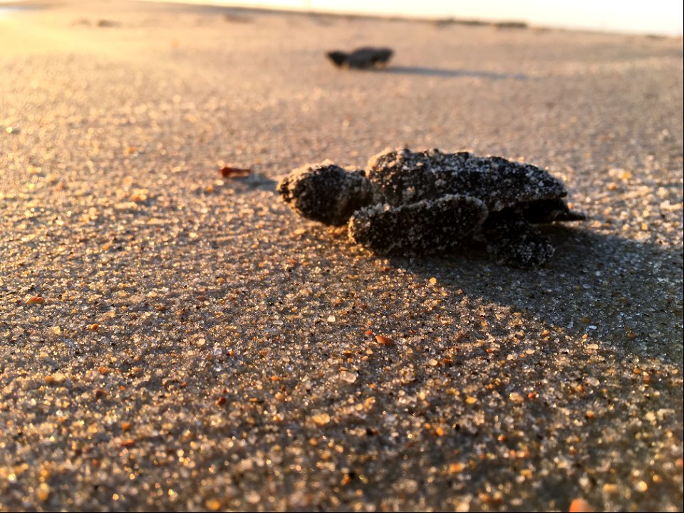 Sea turtle hatchling making its way to the ocean near South Beach Road