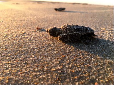 Sea turtle hatchling making its way to the ocean near South Beach Road
