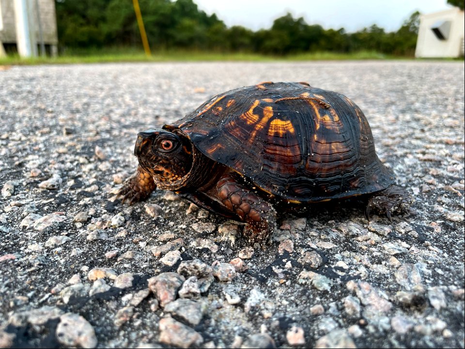 Eastern Box Turtle at the Buxton Ranger Station on the morning of August 12, 2021