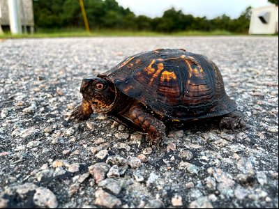 Eastern Box Turtle at the Buxton Ranger Station on the morning of August 12, 2021