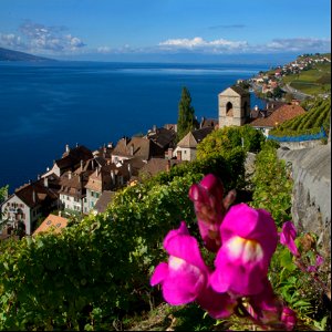 Saint-Saphorin