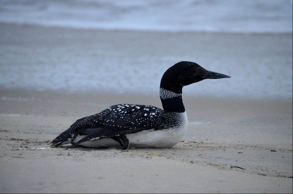 A common loon takes a break in the foreshore on Bodie Island
