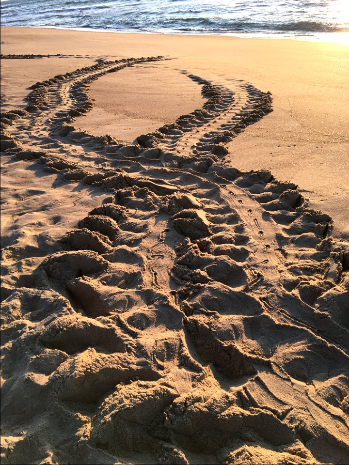 Incoming and outgoing green sea turtle track at Ramp 44